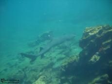 Shark - Underwater Galapagos 2010 -DSCN5811